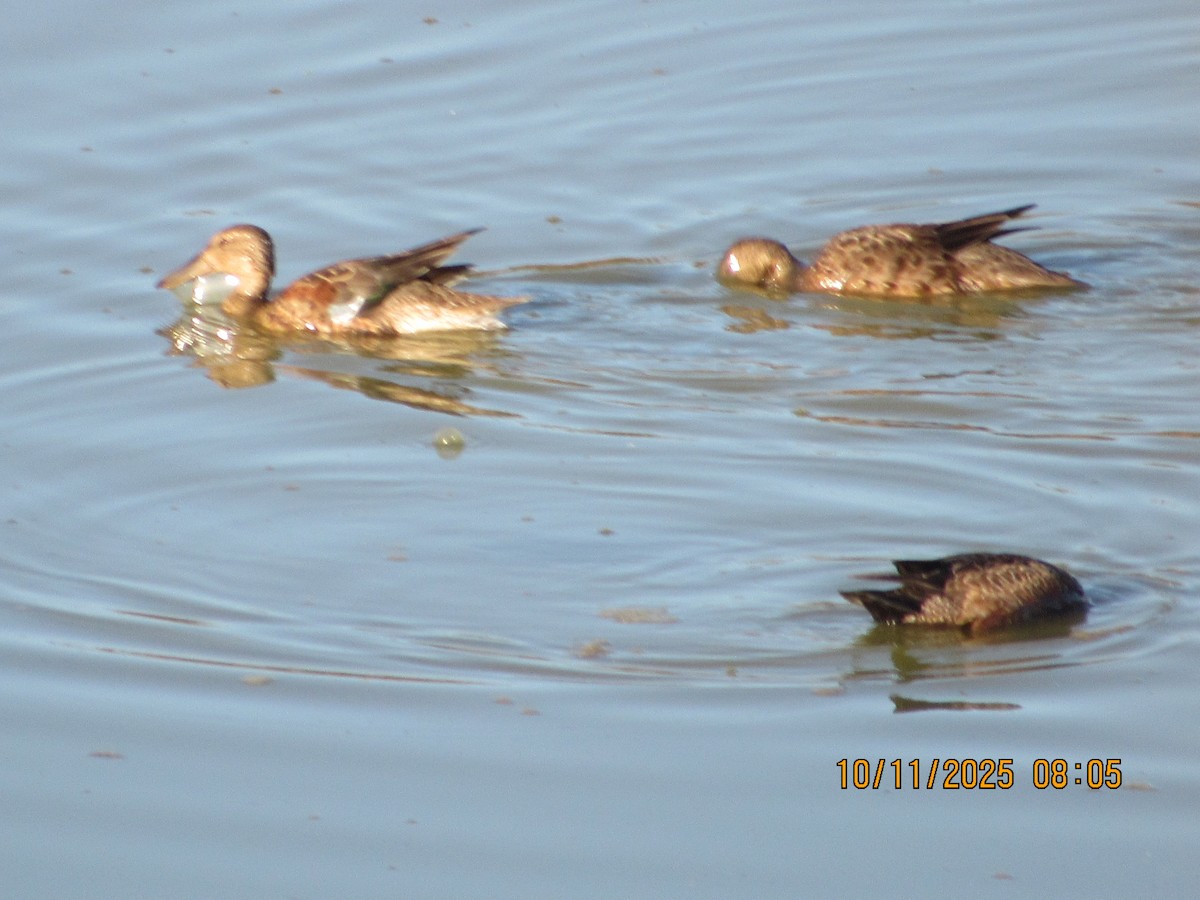 Canard souchet - ML643300149