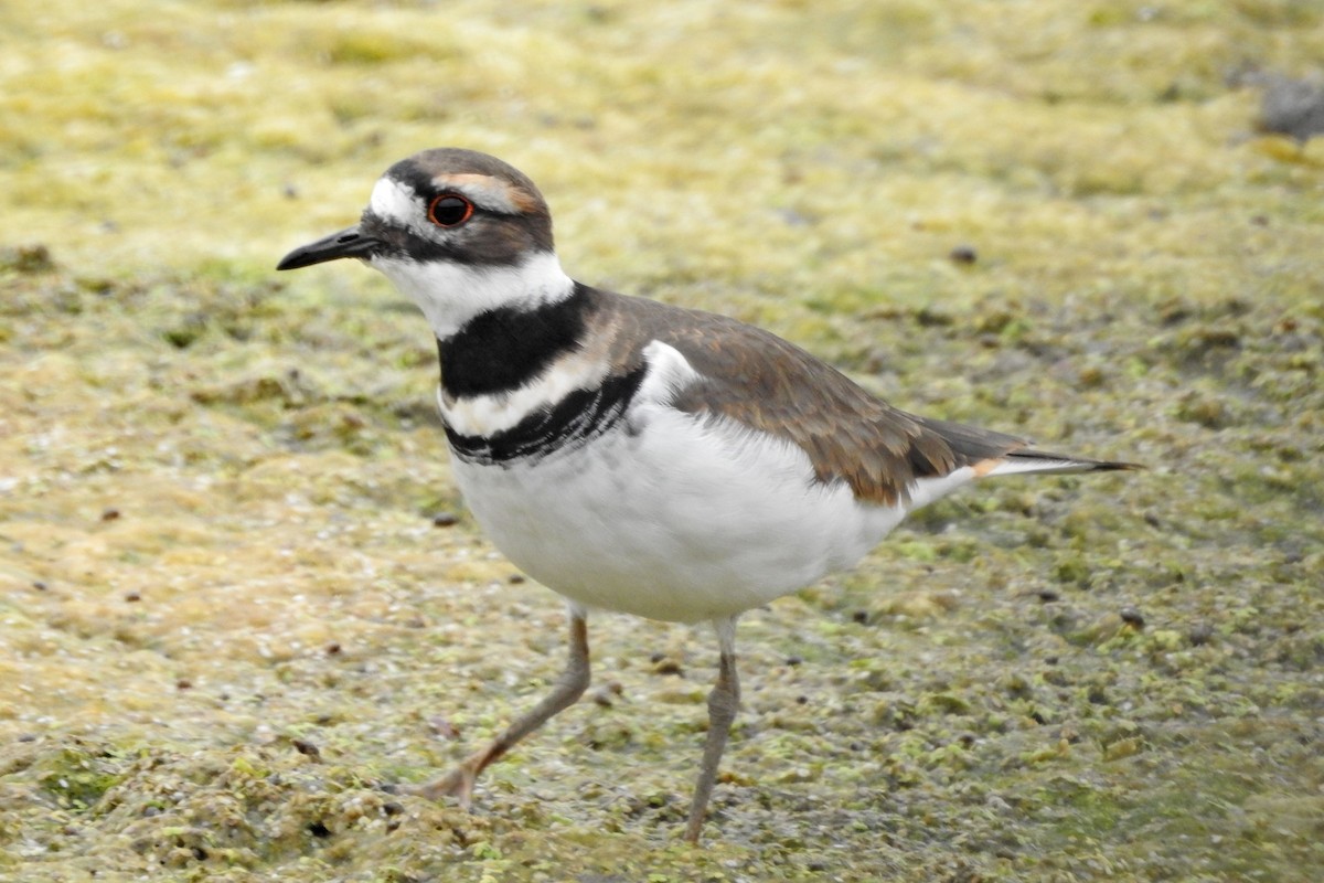 Killdeer - ML643300158