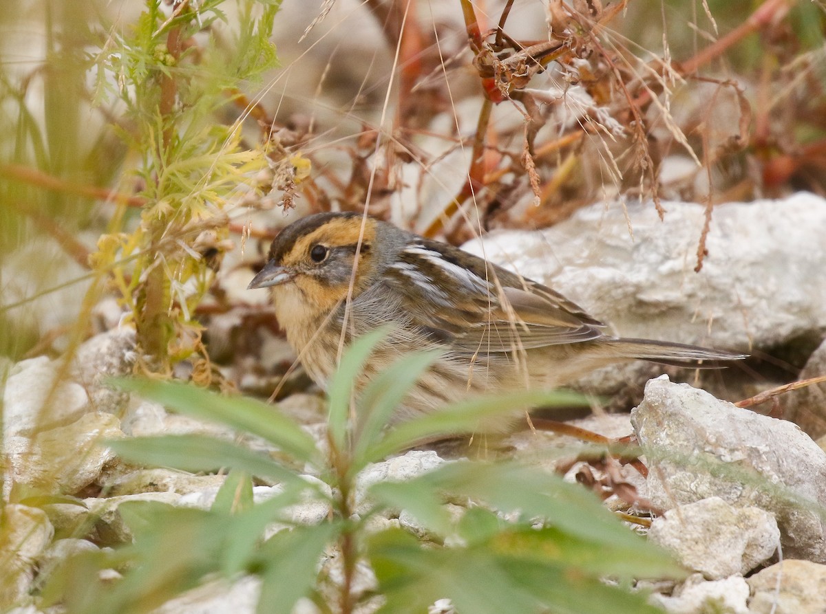 Nelson's Sparrow - Skye Haas