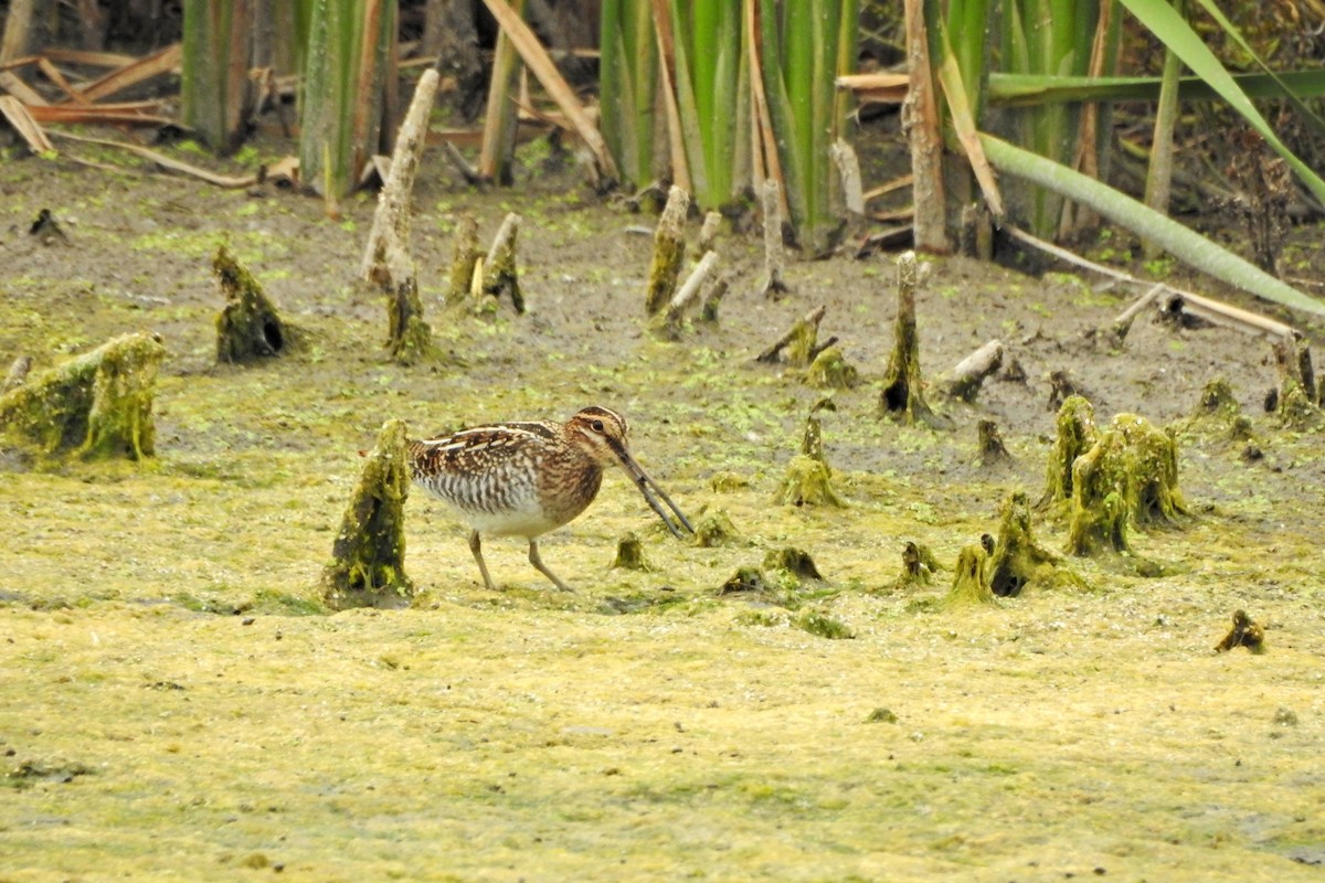 Wilson's Snipe - ML643300181