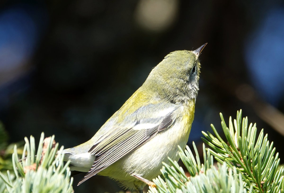 Northern Parula - ML643300186
