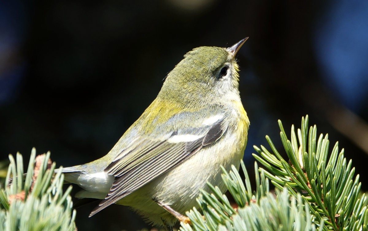 Northern Parula - ML643300187
