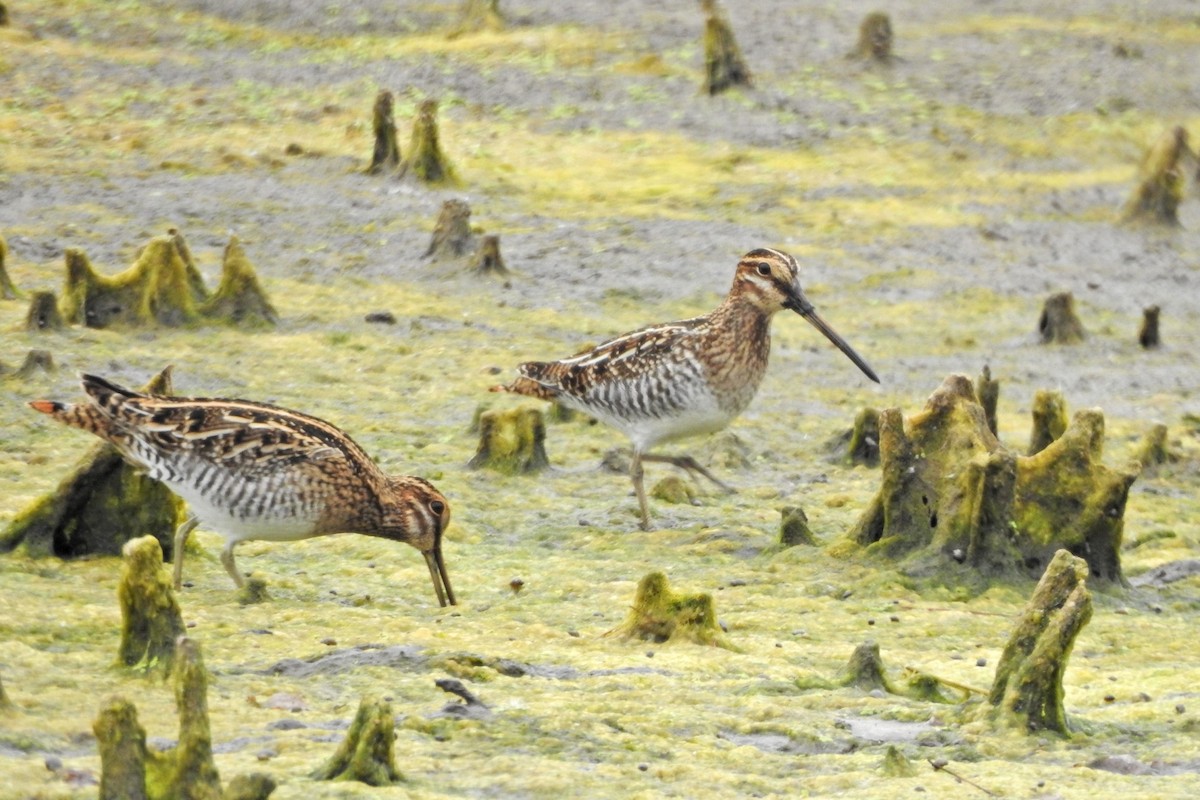 Wilson's Snipe - ML643300196