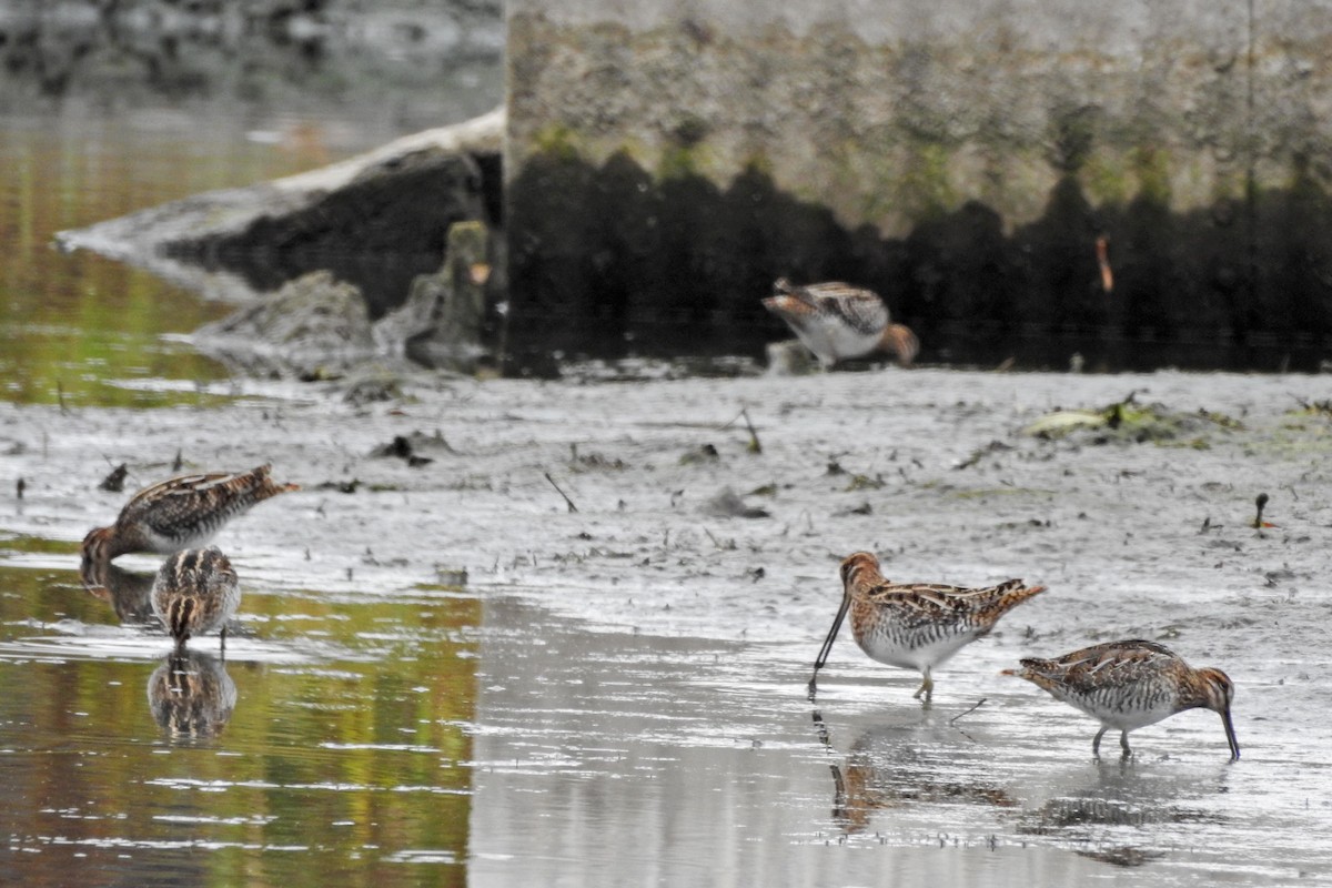 Wilson's Snipe - ML643300209