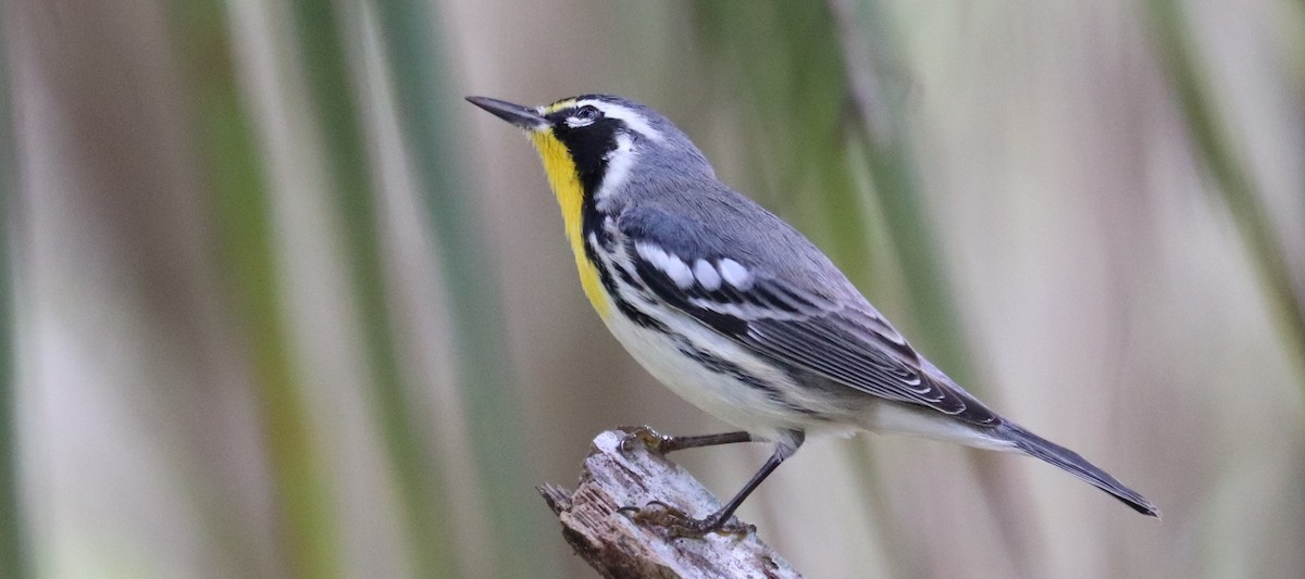 Yellow-throated Warbler - ML643300211