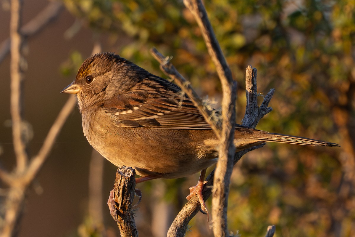 Golden-crowned Sparrow - ML643300212
