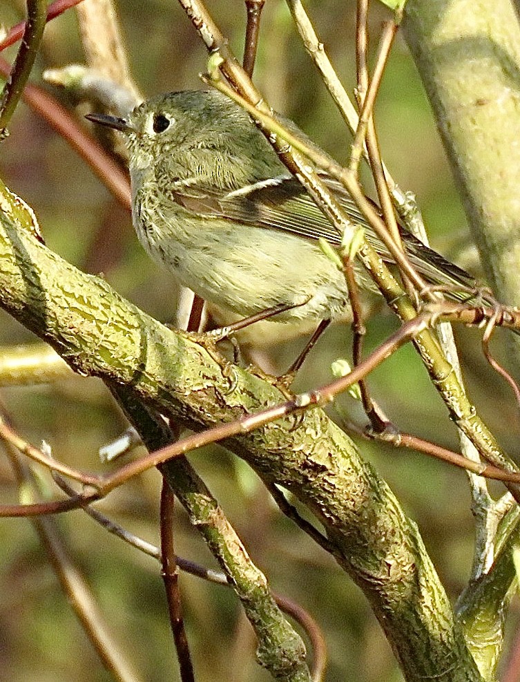 Ruby-crowned Kinglet - ML643300214