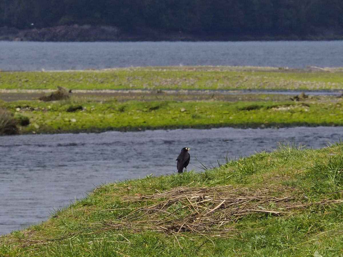 Spectacled Tyrant - ML643300220