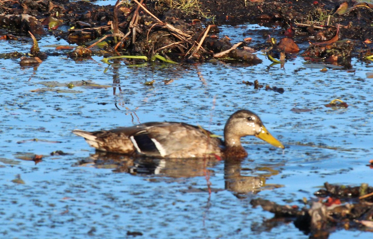 Mallard - ML643300225