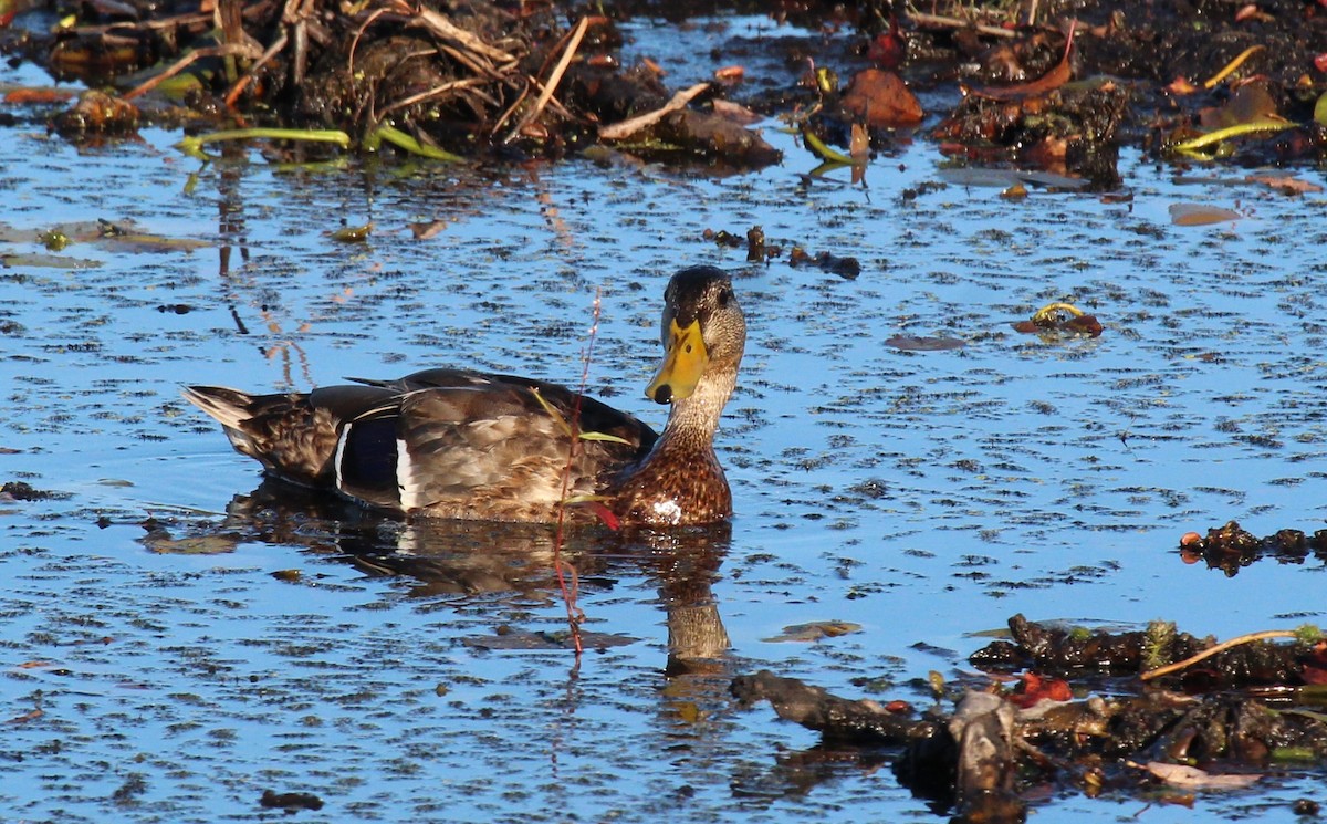 Mallard - ML643300226