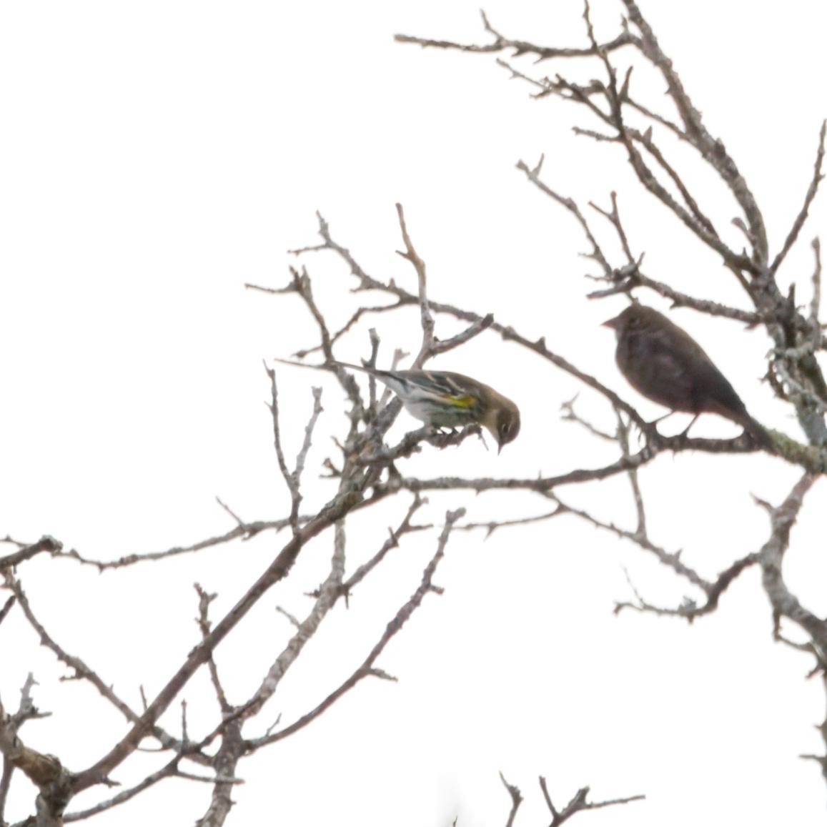 Yellow-rumped Warbler - ML643300228