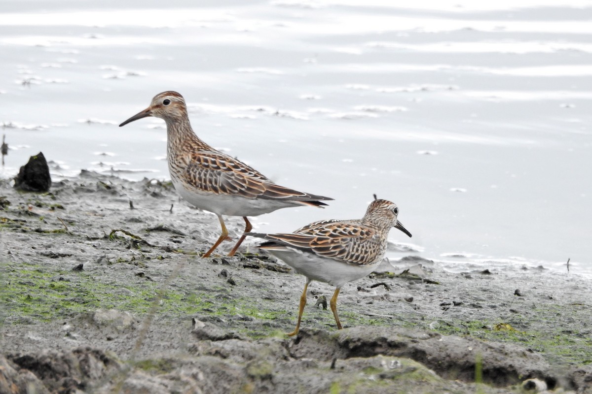 Pectoral Sandpiper - ML643300229