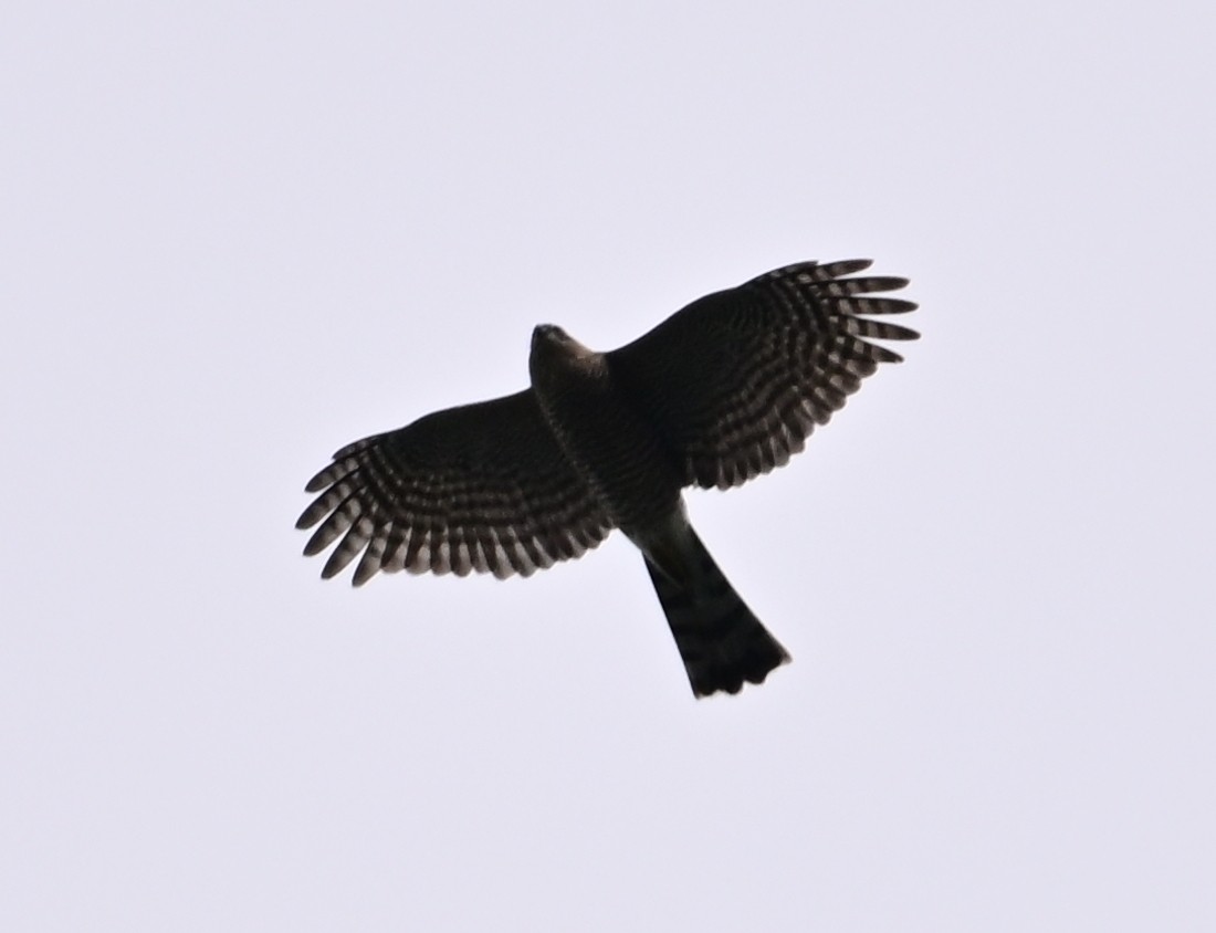 Sharp-shinned Hawk - ML643300230