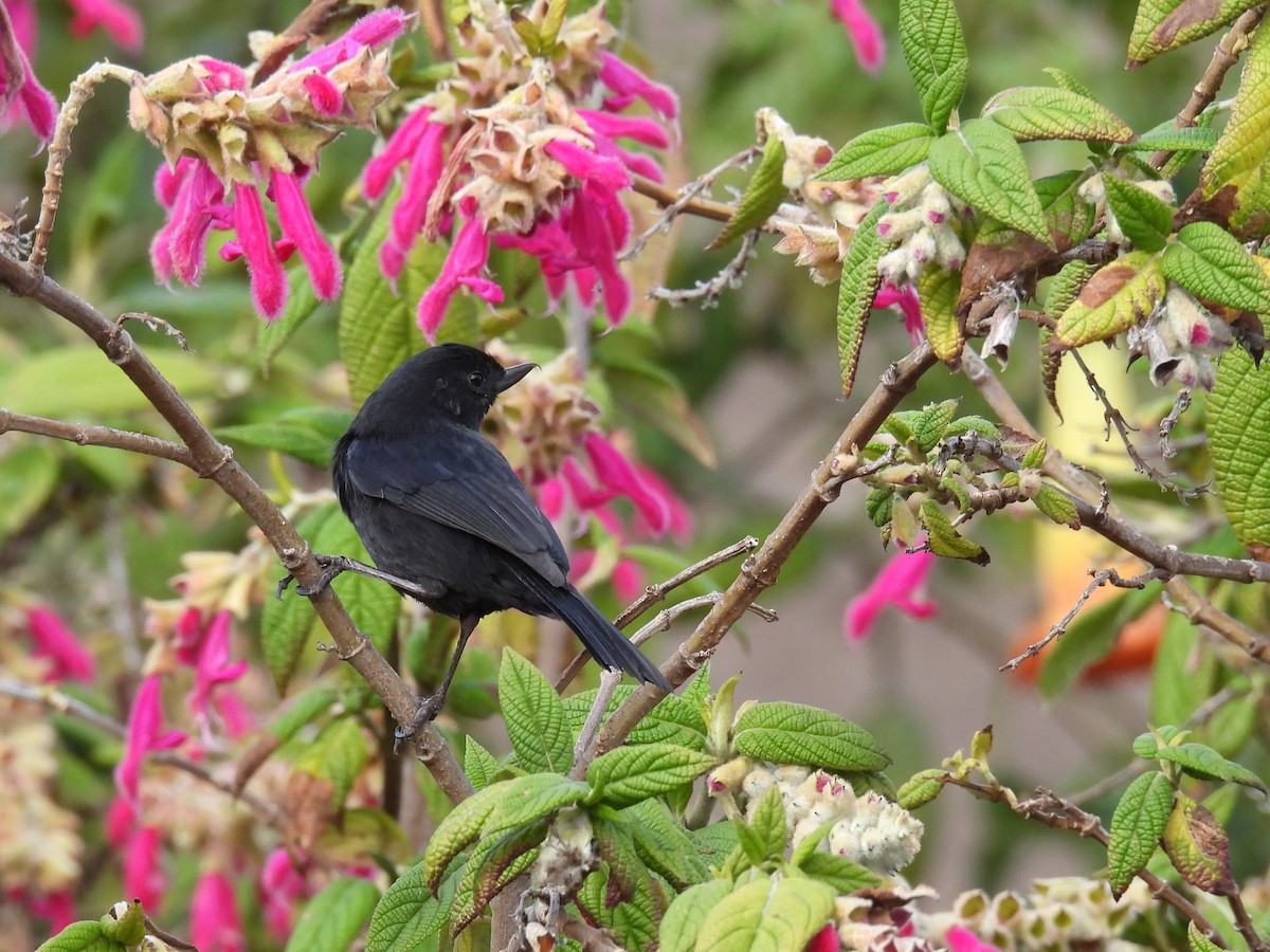Black Flowerpiercer - ML643300232