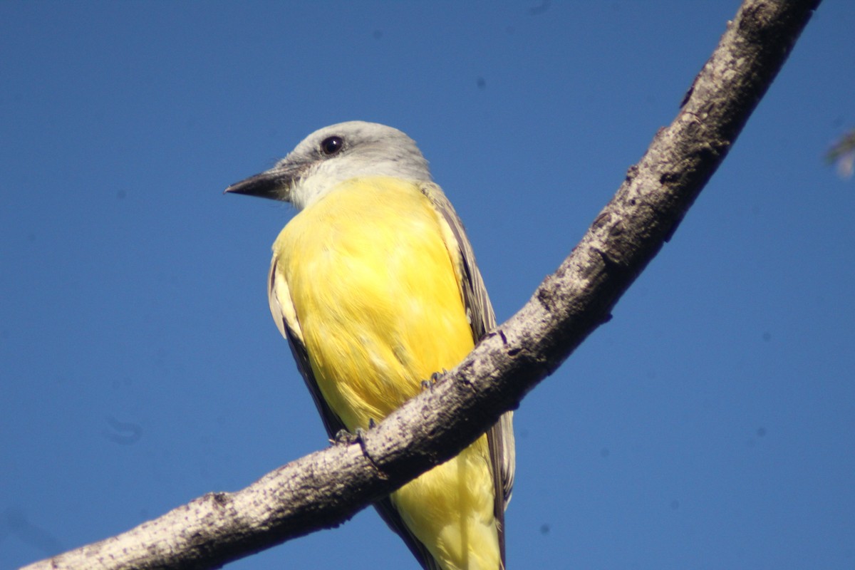 Couch's Kingbird - ML643300233