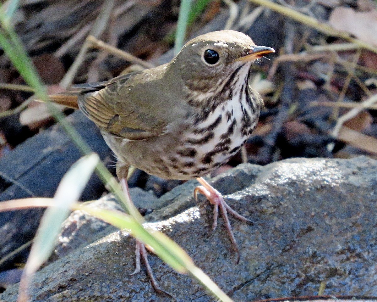 Hermit Thrush - ML643300234