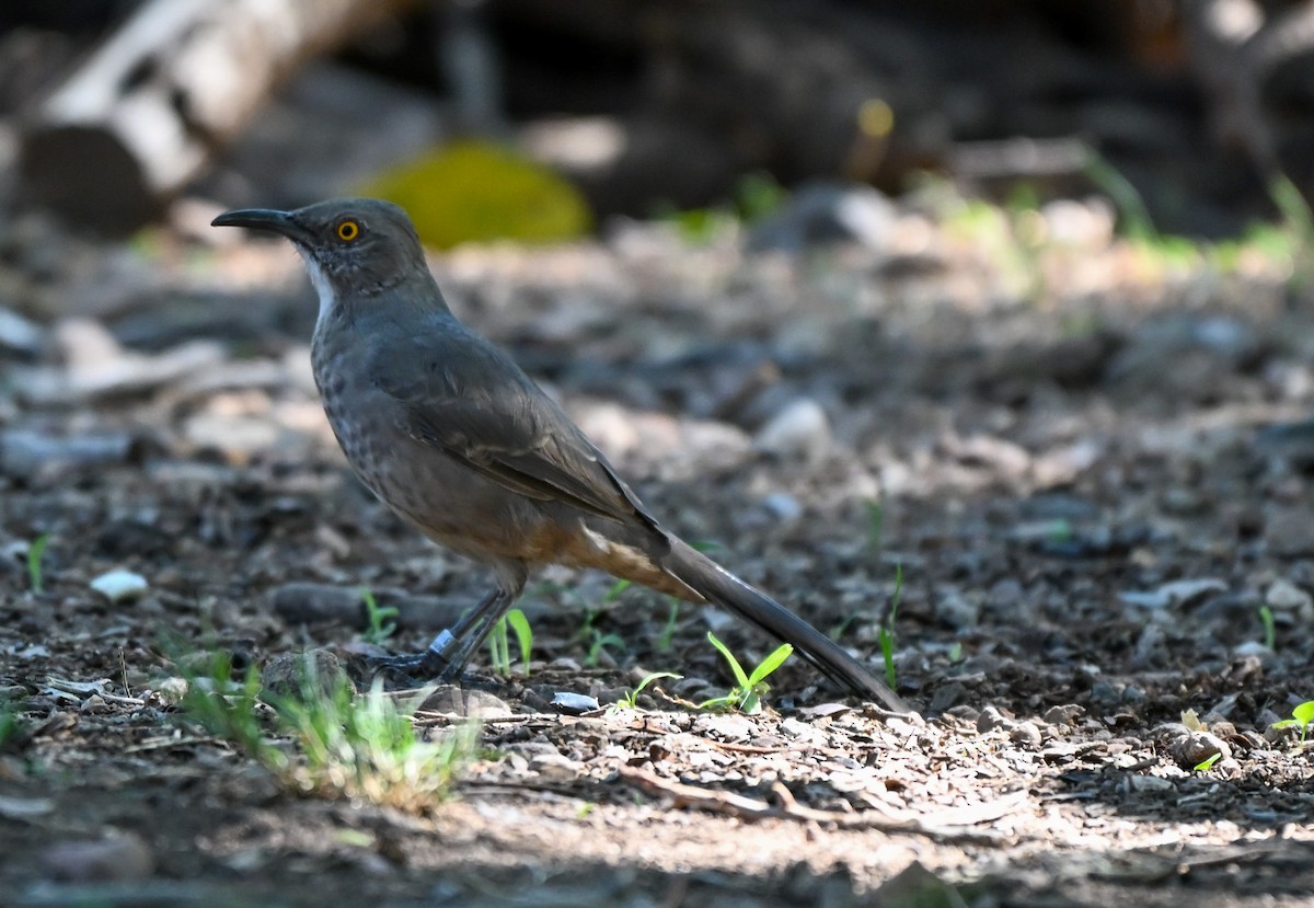 Curve-billed Thrasher - ML643300235