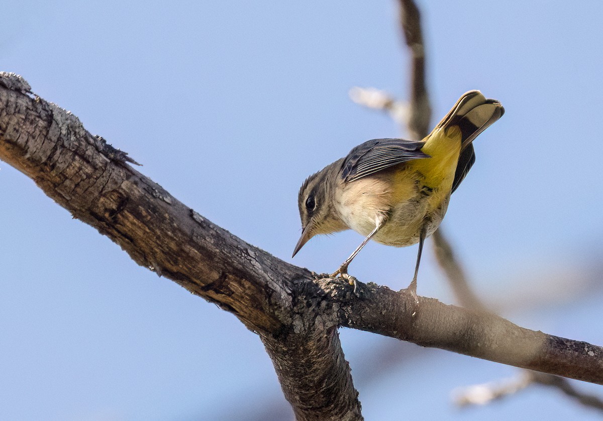 Yellow-rumped Warbler - ML643300236