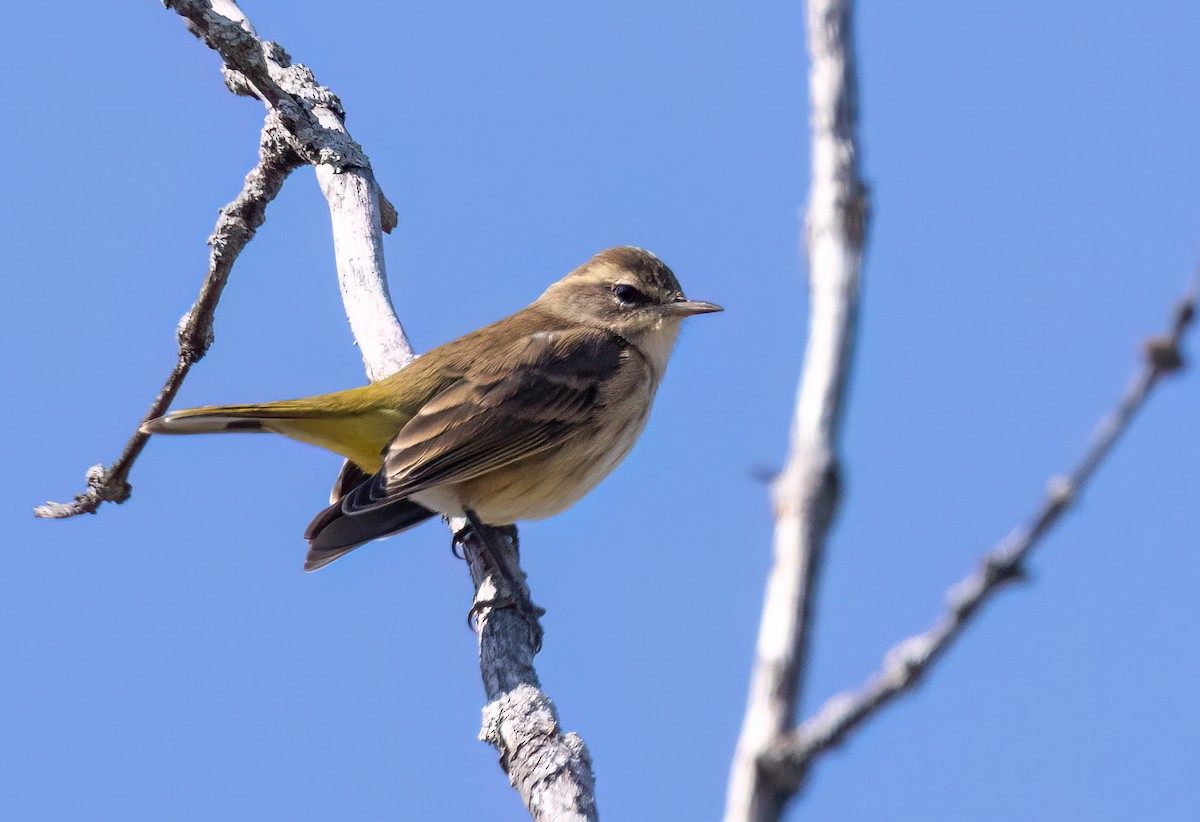 Yellow-rumped Warbler - ML643300237