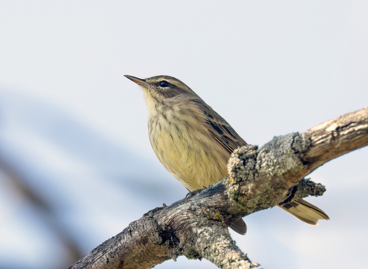 Yellow-rumped Warbler - ML643300238