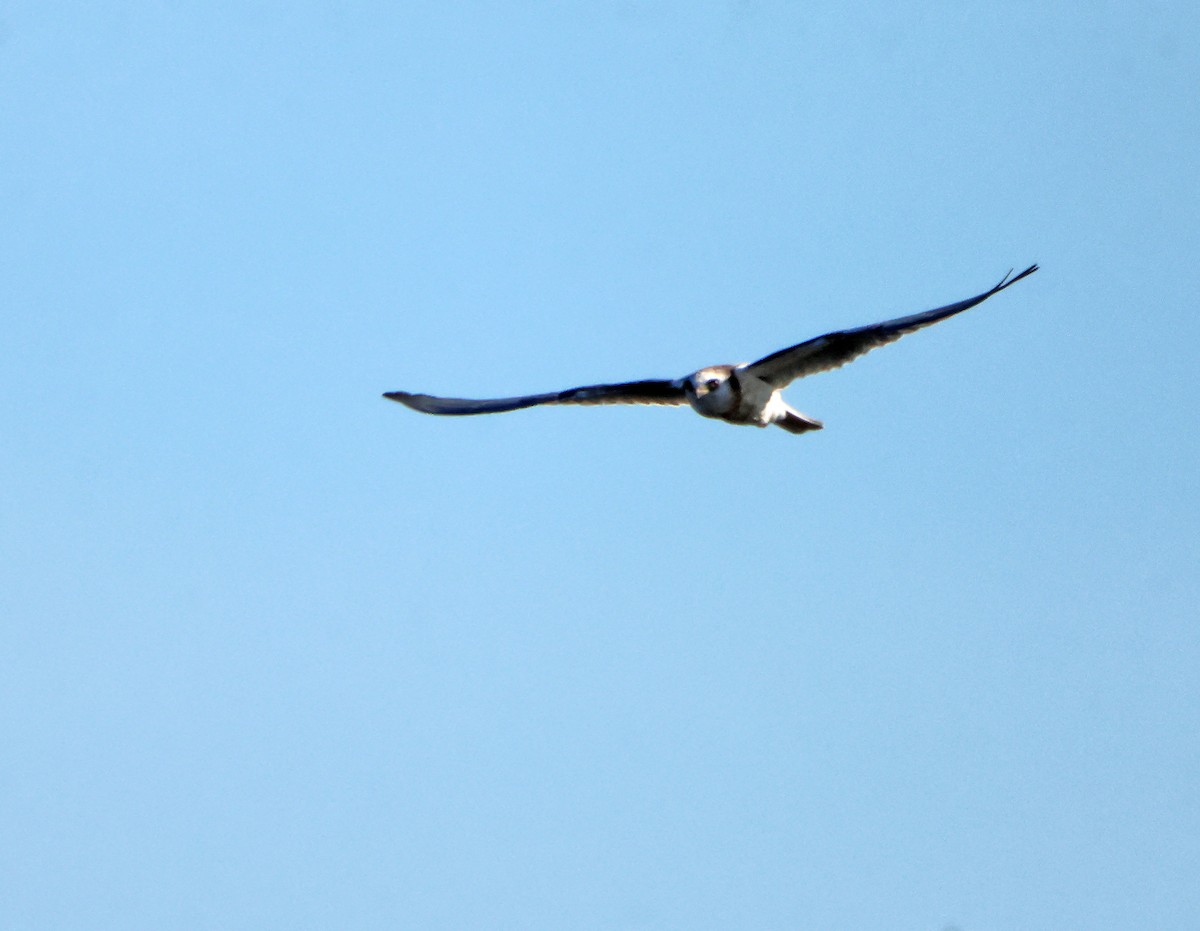 White-tailed Kite - ML643300239
