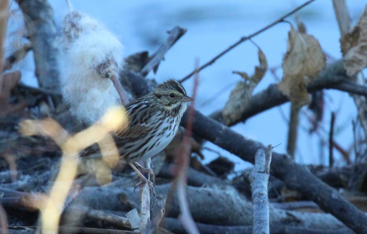 Savannah Sparrow - ML643300241