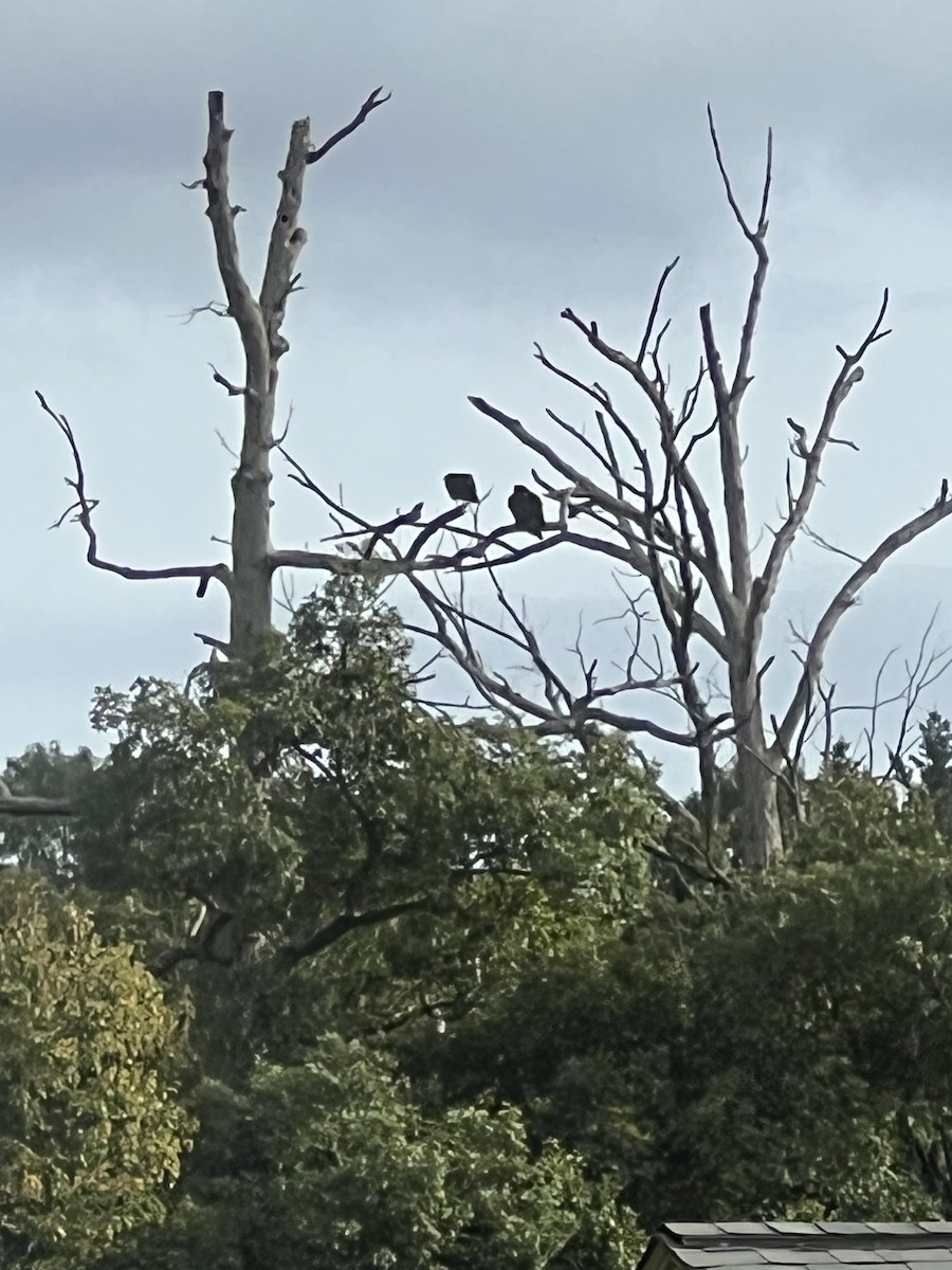 Turkey Vulture - ML643300247