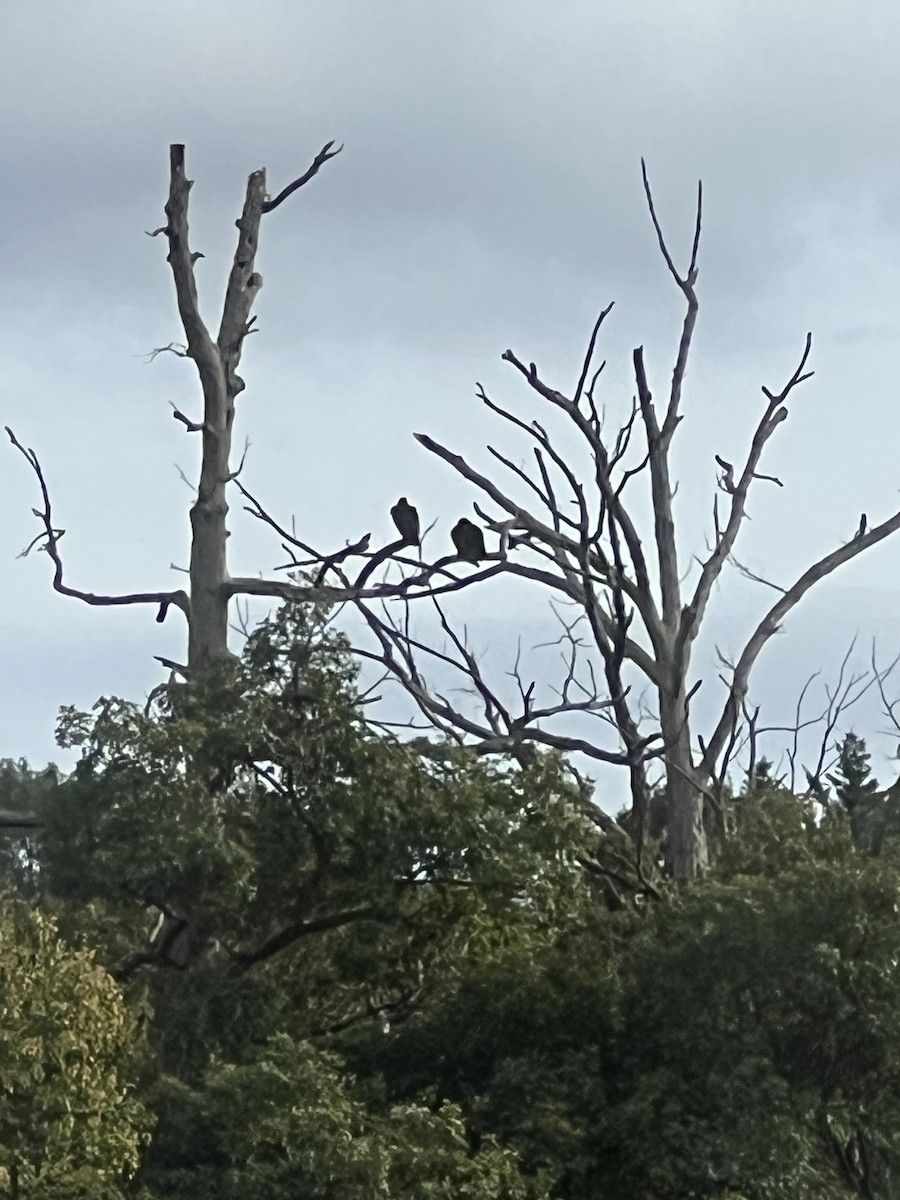Turkey Vulture - ML643300248