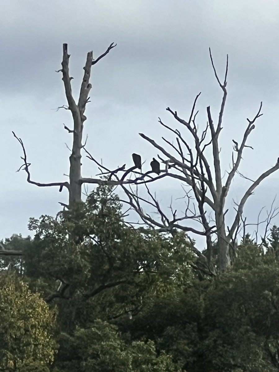 Turkey Vulture - ML643300251