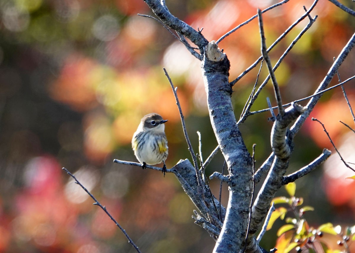 Yellow-rumped Warbler - ML643300252