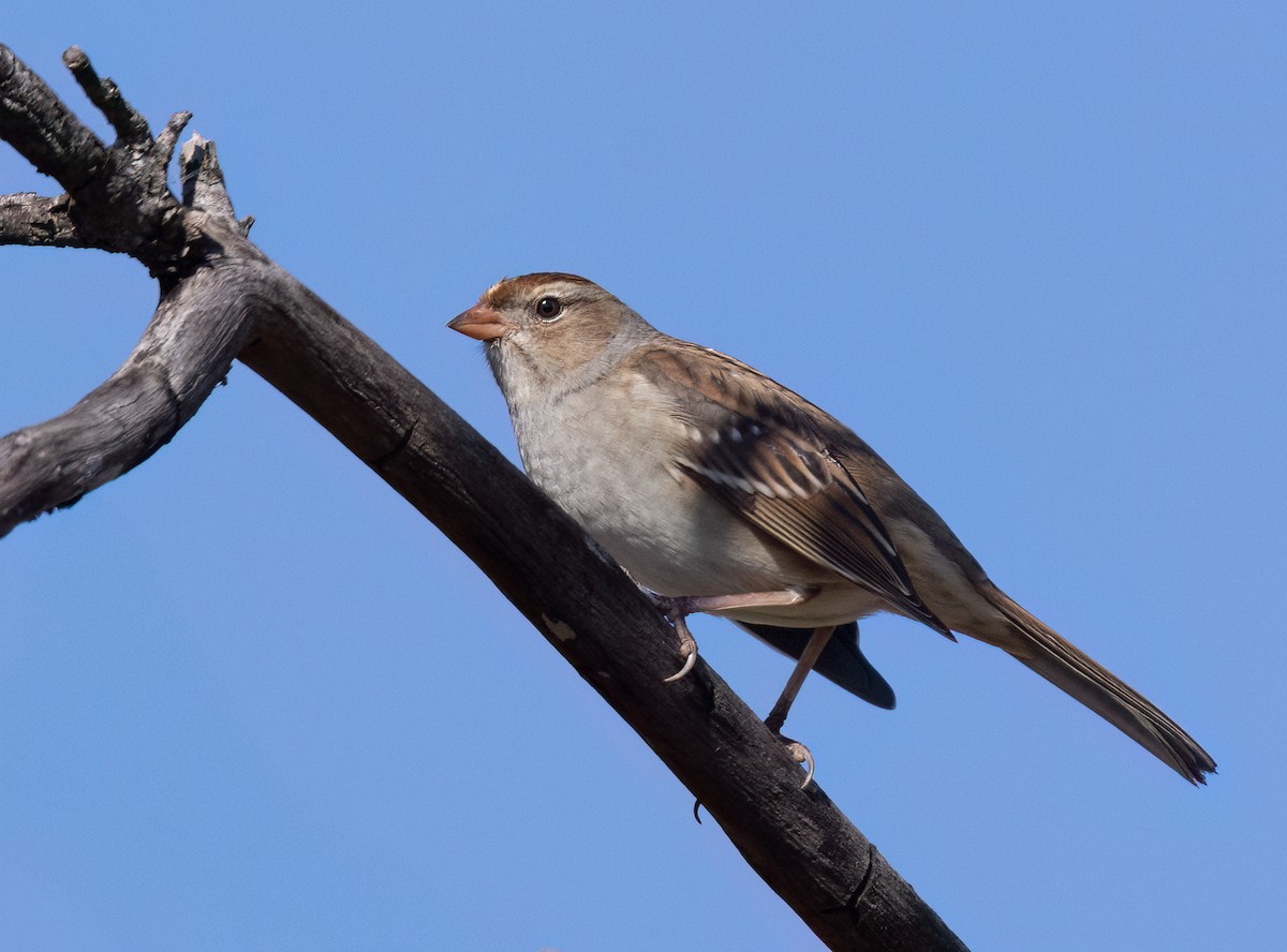 White-crowned Sparrow - ML643300253