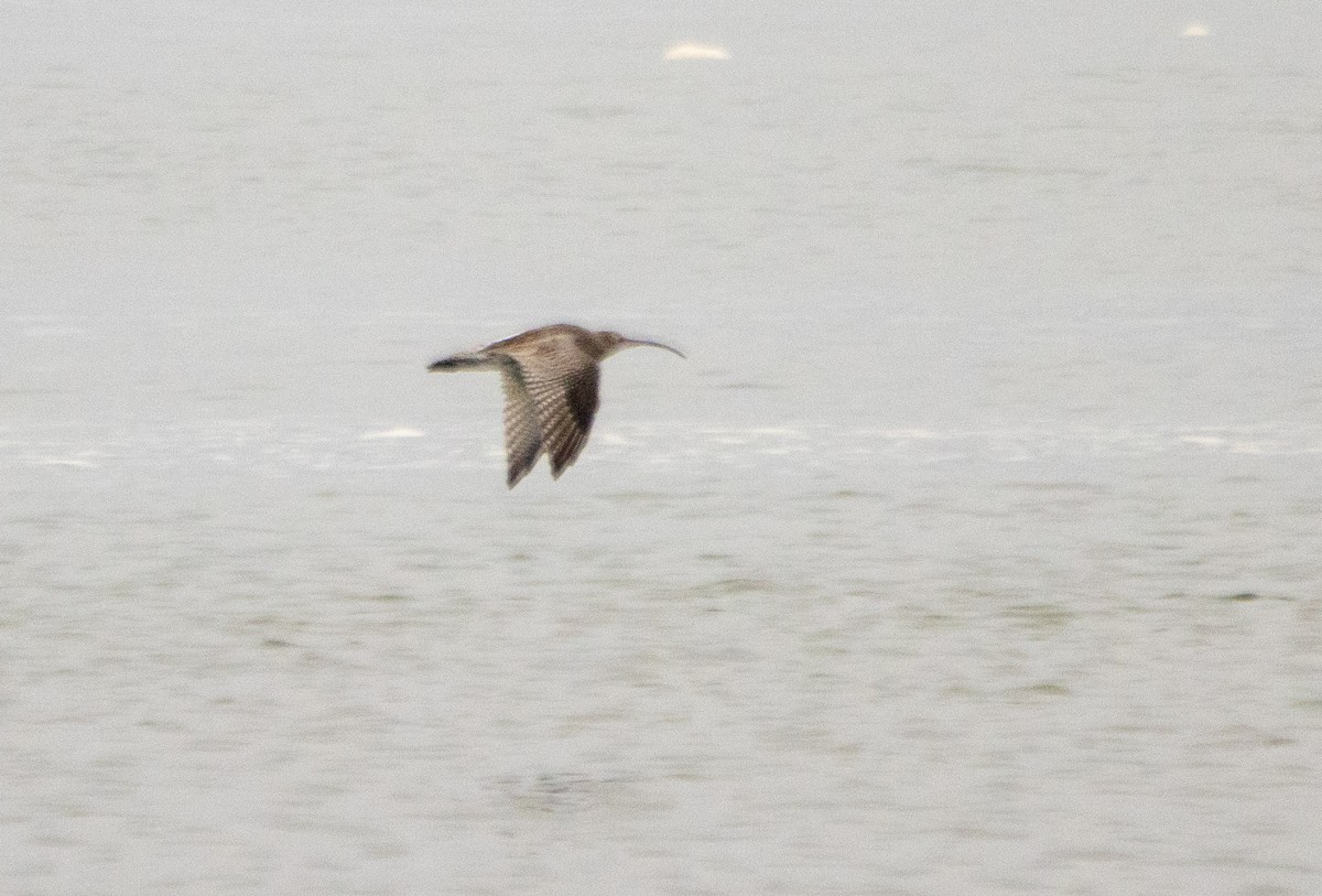 Eurasian Curlew - ML643300254