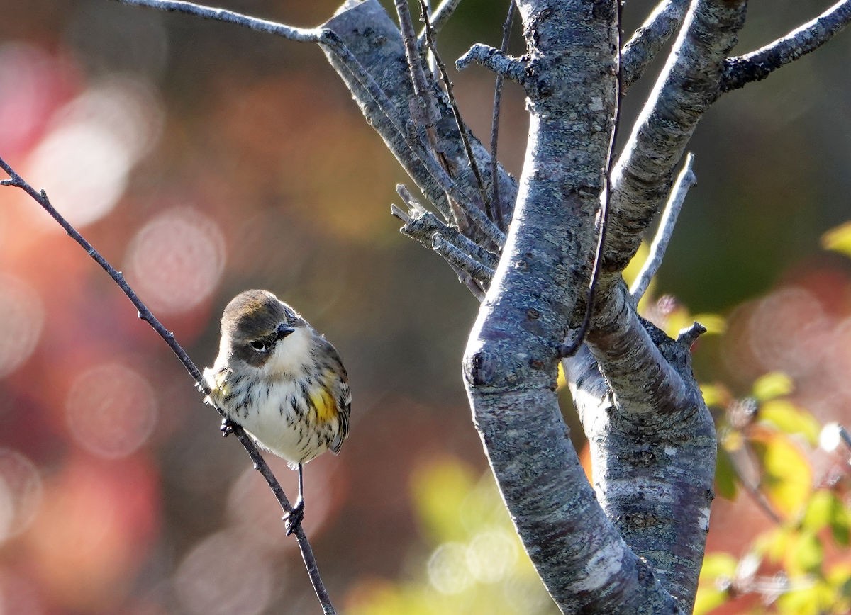 Yellow-rumped Warbler - ML643300255