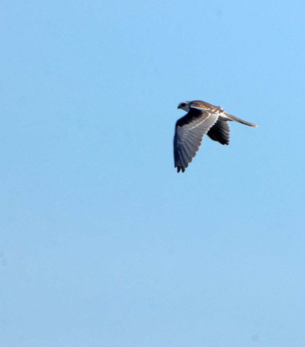 White-tailed Kite - ML643300256