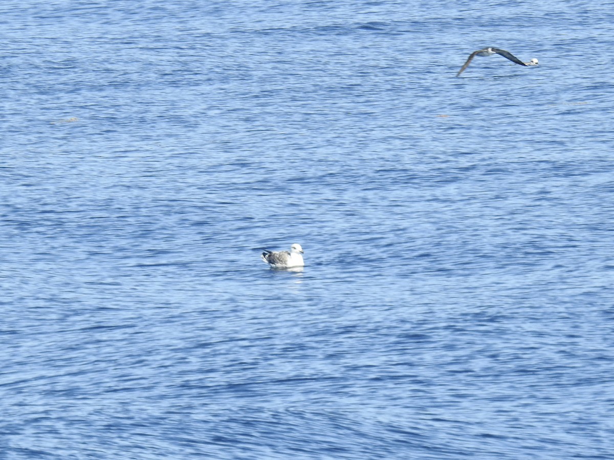 Lesser Black-backed Gull - ML643300266