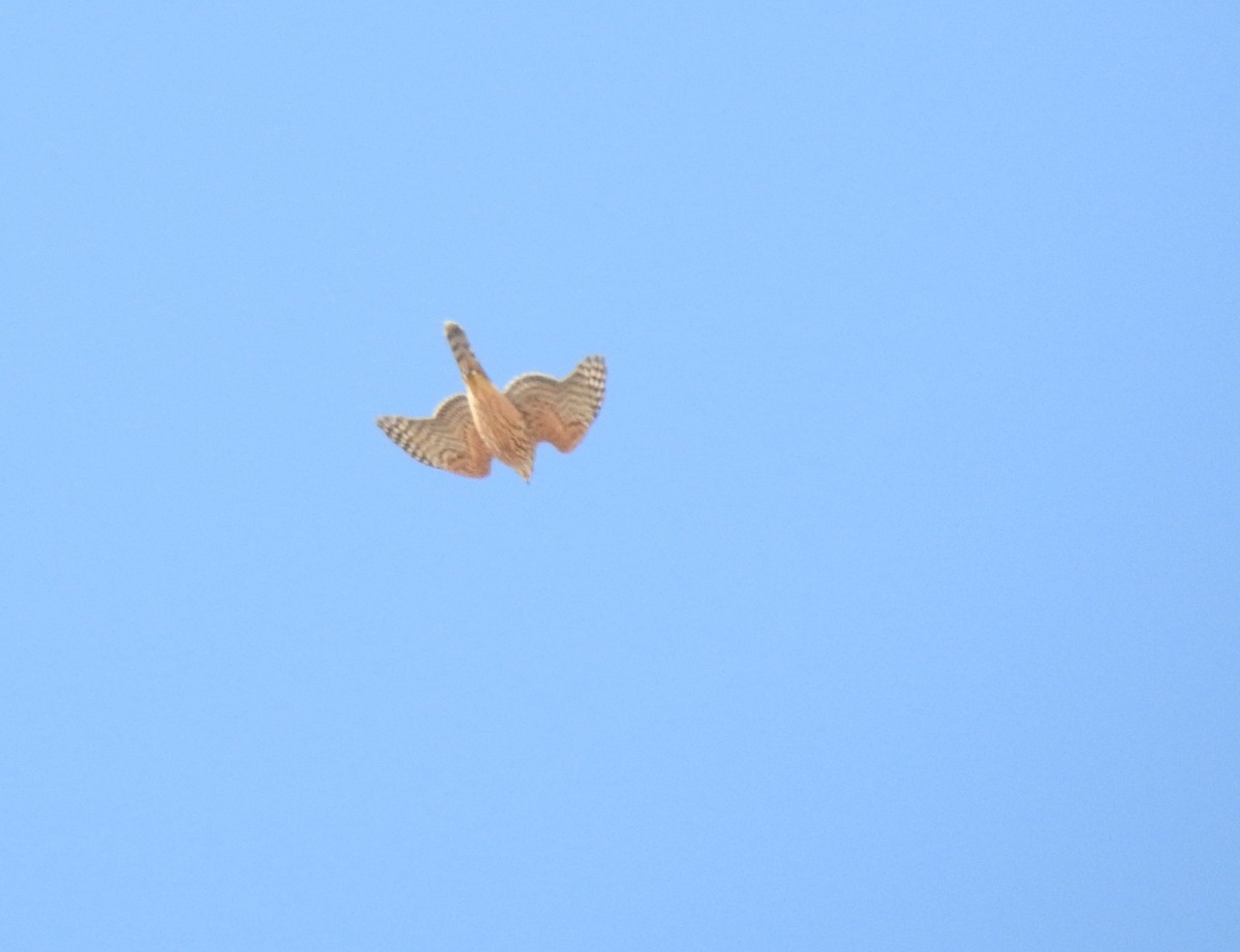 Eurasian Goshawk - ML643300268