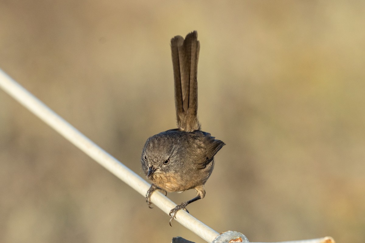 Wrentit - ML643300279