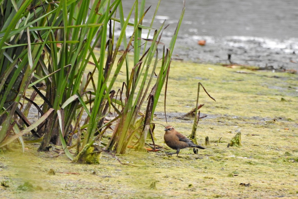 Rusty Blackbird - ML643300288