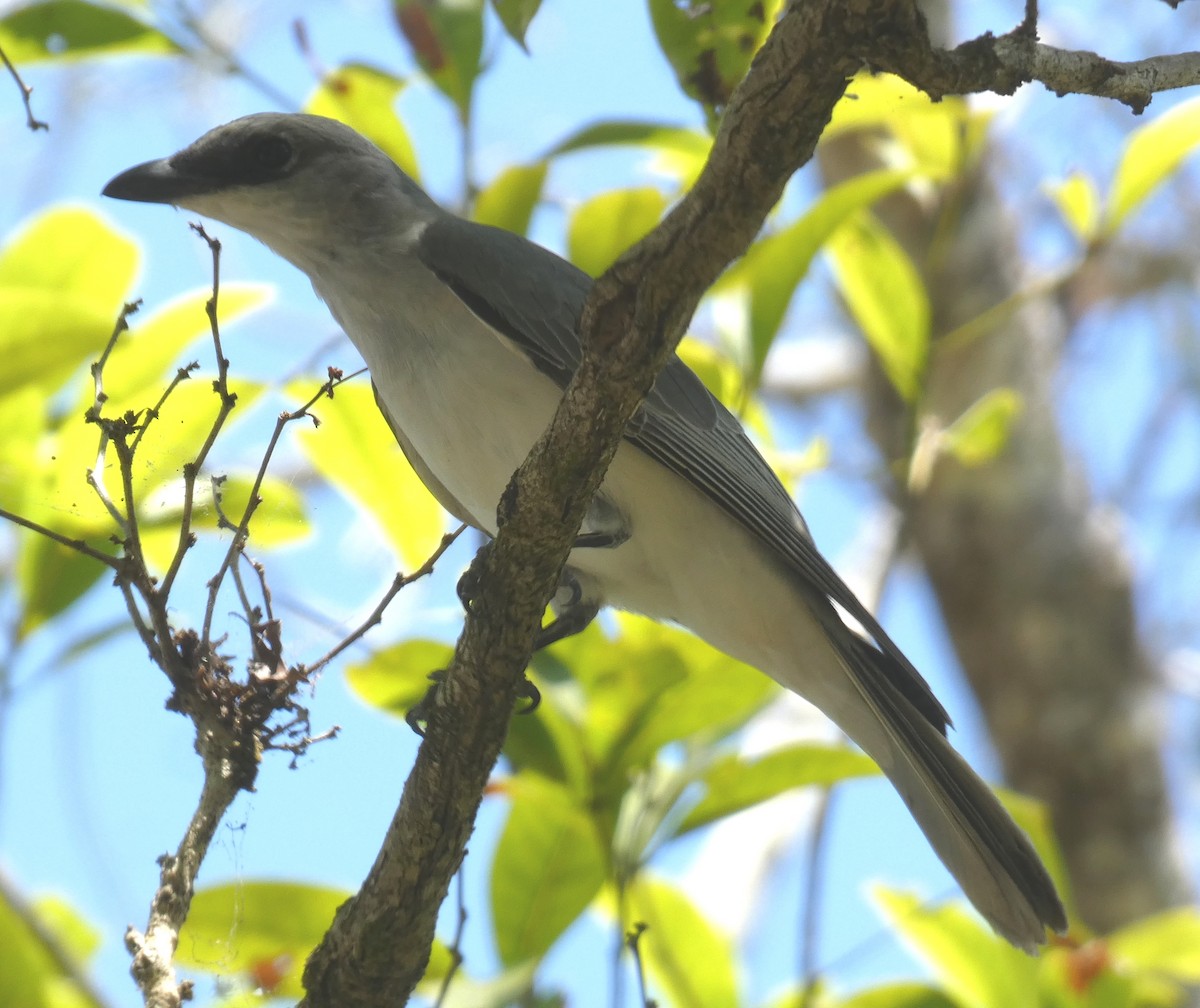 White-bellied Cuckooshrike - ML643300297
