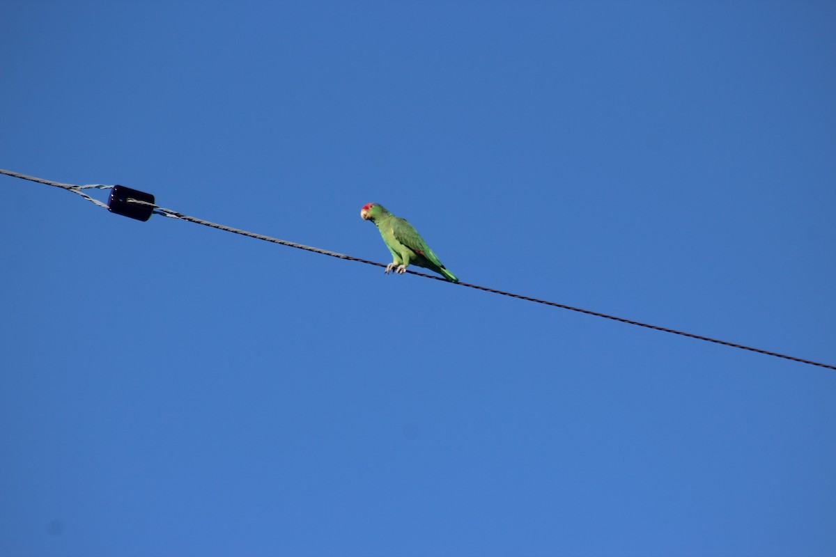 Amazone à joues vertes - ML643300305