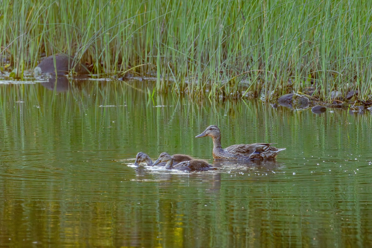 Mallard - ML643300311
