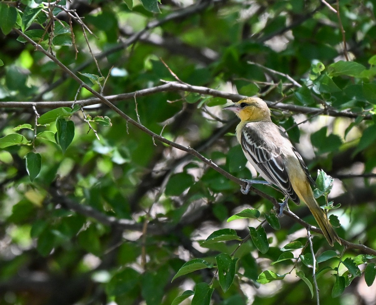 Bullock's Oriole - ML643300327