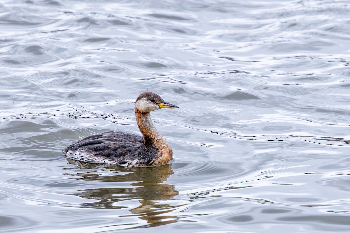 Red-necked Grebe - ML643300341