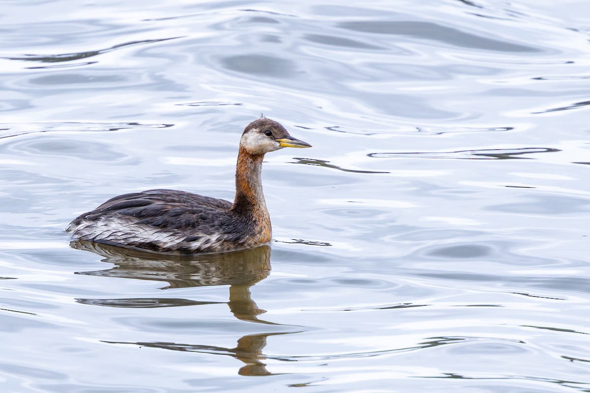 Red-necked Grebe - ML643300342