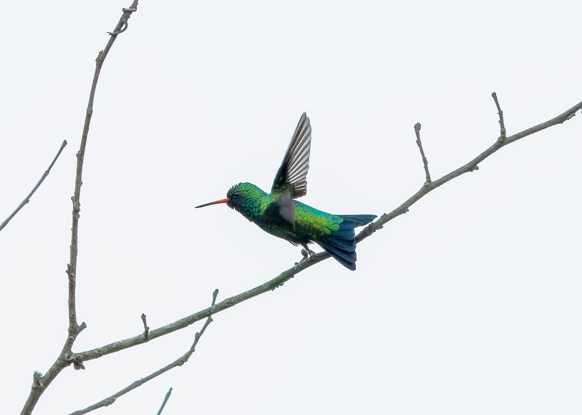 Glittering-bellied Emerald - ML643300350