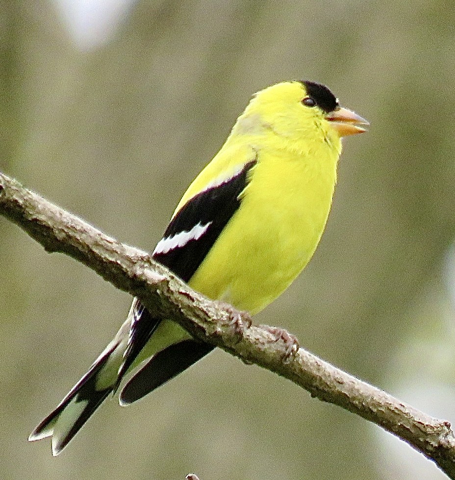 American Goldfinch - ML643300352