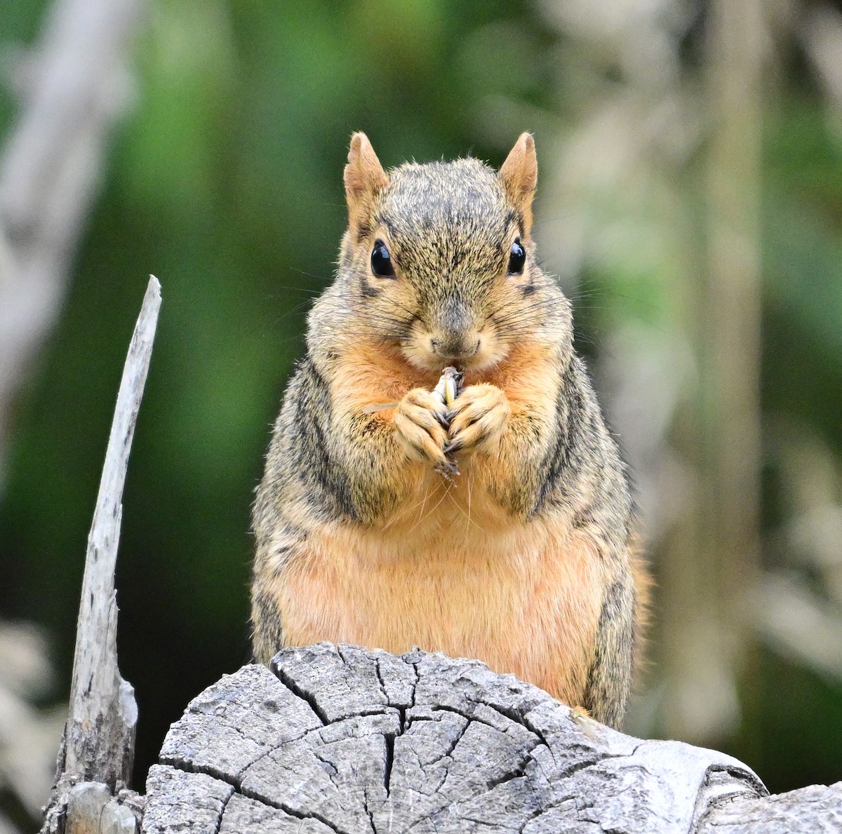 Animals - ML643300355