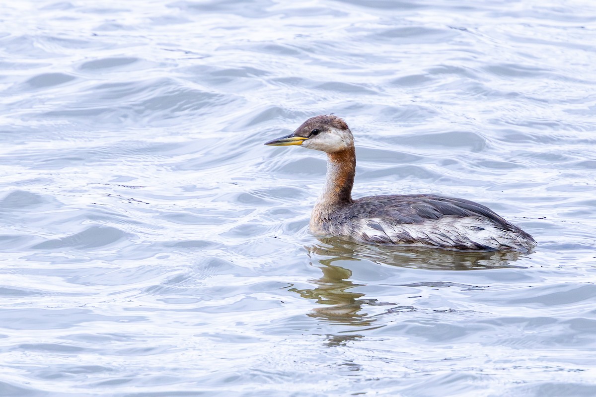 Red-necked Grebe - ML643300372
