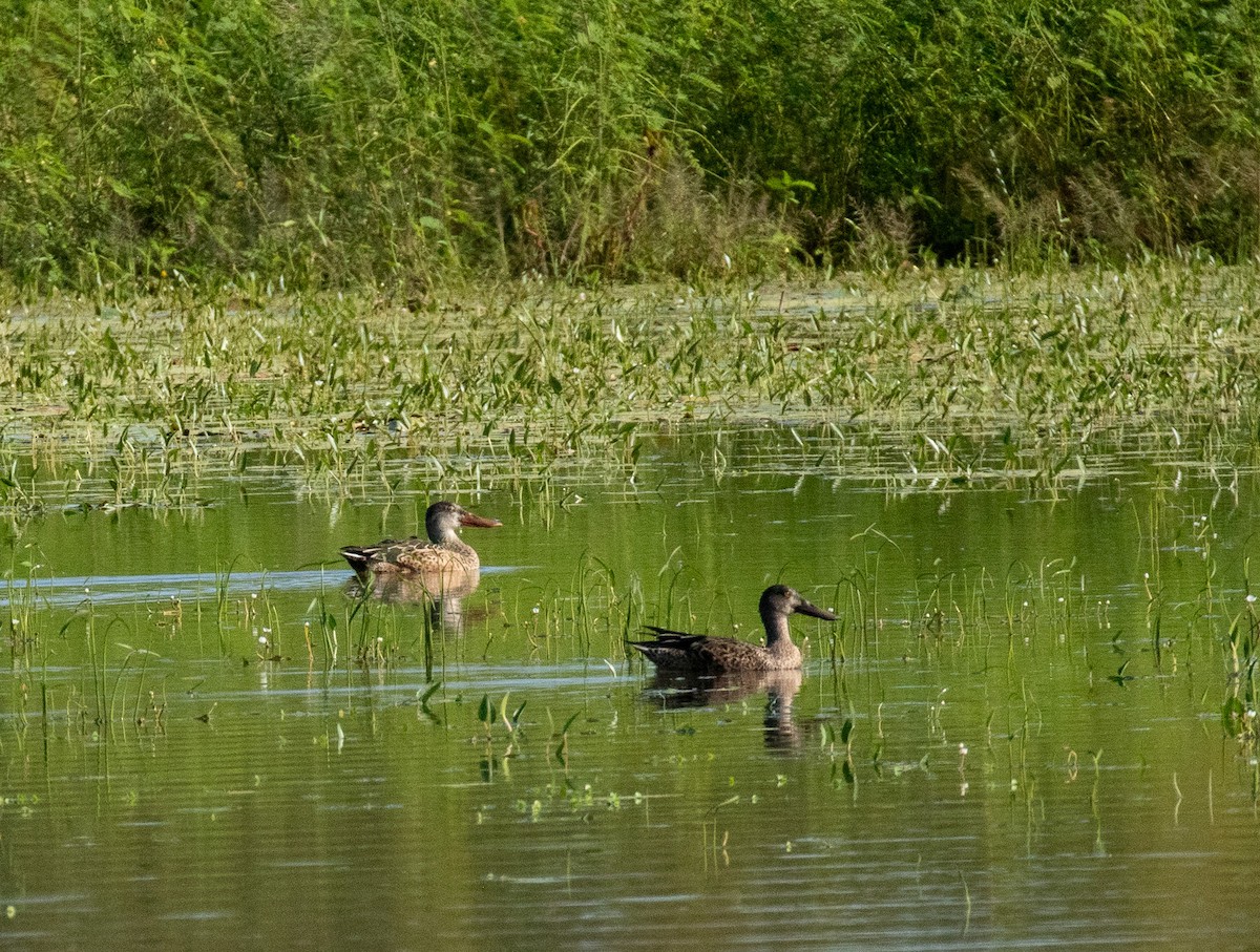 Northern Shoveler - ML643300379