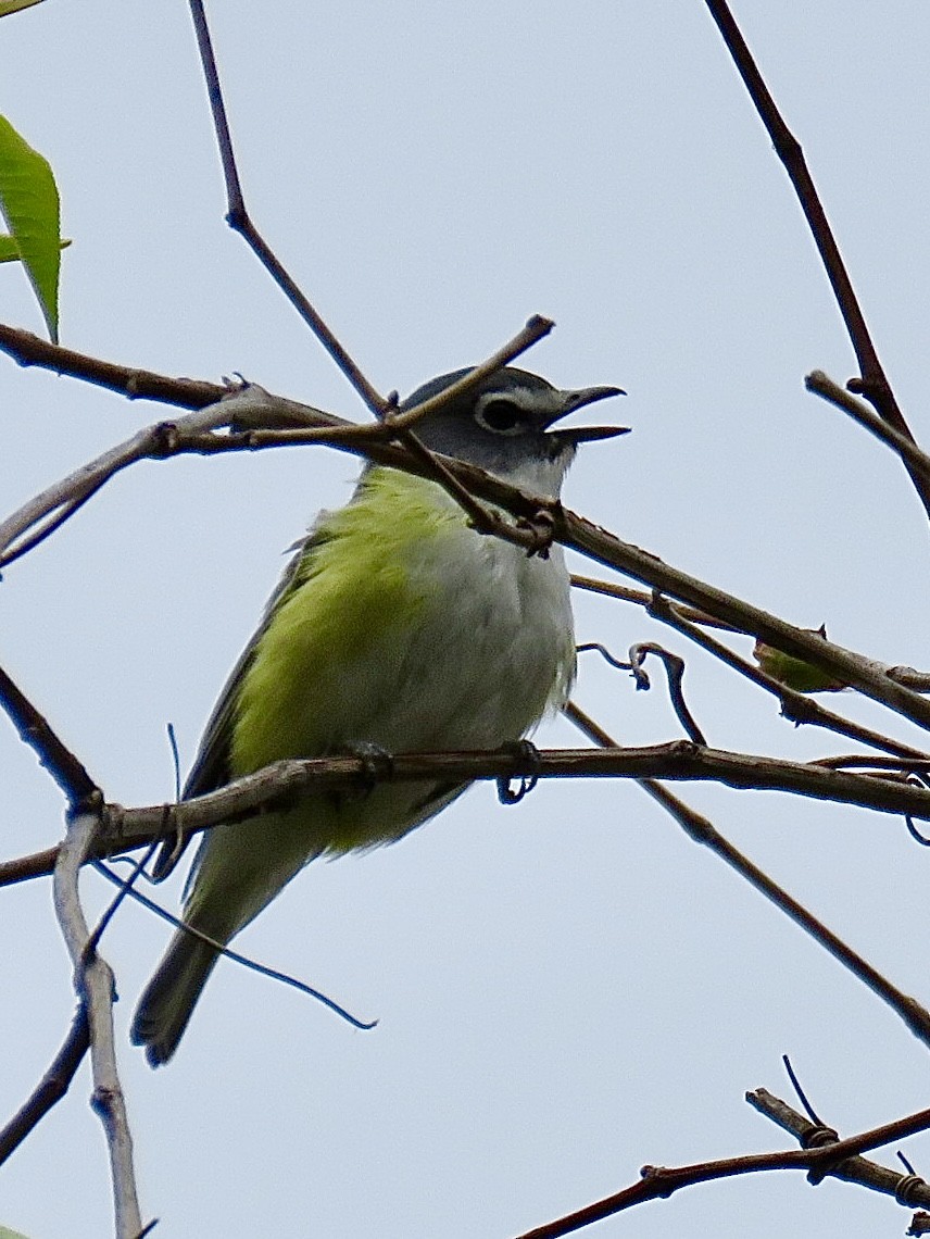 Blue-headed Vireo - ML643300381
